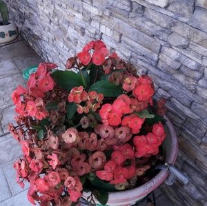 Meet your Posher, Manuela